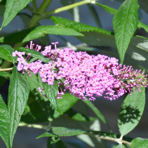 Buddleja davidii 'Pink Delight' - Davidi budleia 'Pink Delight' C5/5L